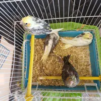 عروس هلندی معاوضه با قناری یا سهره یا گرینچیک