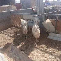 میش بره بز|حیوانات مزرعه|اصفهان, سرشبادران|دیوار