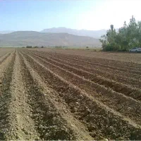 کاشت-سیب-زمینی-شراکتی