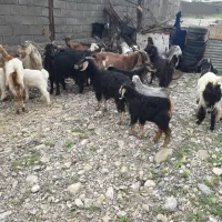 ۱۲راس بزوبزغاله ماله داشت جفتی۳۵ملیون مقطوع