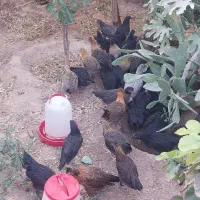 جوجه مرغ رسمی|حیوانات مزرعه|یزد, |دیوار