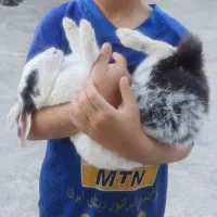 خرگوش اهلی|موش و خرگوش|بوشهر, |دیوار