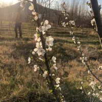باغچه با موقعیت عالی فروش فوری روستای اونار|فروش زمین و ملک کلنگی|مشگین شهر, |دیوار