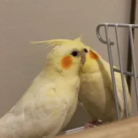 جفت عروس هلندی|پرنده|مشهد, شهید قربانی|دیوار