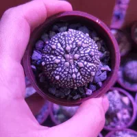 استریاس گلدون سایز۶