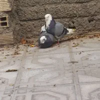 کبوتر شازده سبز