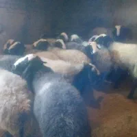 گوسفند شیشک بره نر شالی چاق سرک دار