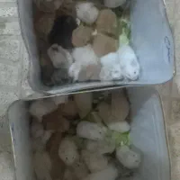 همستر وخرگوش