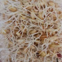 دستگاه جوانه ساز اتومات صنعتی|ماشین‌آلات صنعتی|تهران, پامنار|دیوار