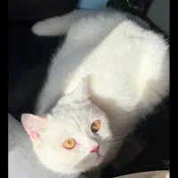 گربه معاوضه یا واگذاری