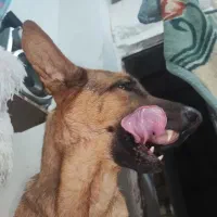 سگ ژرمن نگهبان باهوش وظیفه شناس