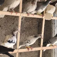 ۱۲تا کفتر پرنده بشرط همه یبوم|پرنده|الوند, |دیوار