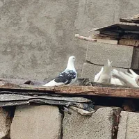 حراج کبوتر|پرنده|لامرد, |دیوار