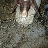 بره ماده
