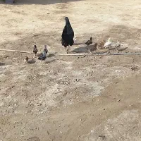 مرغ جوجه خونگی