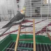 فروش عروس هلندی|پرنده|نوشهر, |دیوار