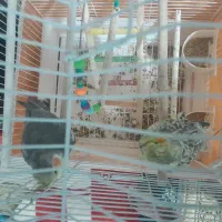 عروس هلندی|پرنده|دورود, |دیوار