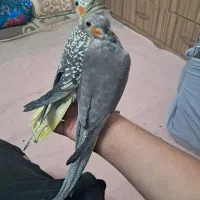 عروس هلندی|پرنده|فشاپویه, |دیوار