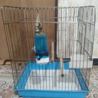 قفس جای عروس هلندی