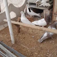 کبوتر|پرنده|ممقان, |دیوار