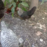 مرغ چینی