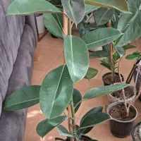 فیکوس سبز زیبا|گل و گیاه طبیعی|بجنورد, |دیوار