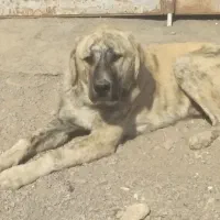 سگ سرابی