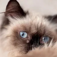 گربه ماده پرشین یا هیمالین