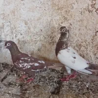 میلیمنز