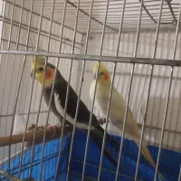 عروس هلندی جفت