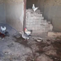 تعدادی خروس و اردک و غاز