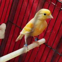 قناری|پرنده|کوهدشت, |دیوار