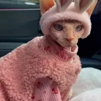 گربه های وارداتی کت مام