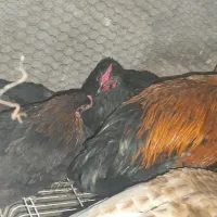 مرغ خروس سیاه بوقلمون نر|حیوانات مزرعه|مشهد, خواجه ربیع|دیوار