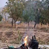 خرید چوب|خدمات باغبانی و درختکاری|مرند, |دیوار