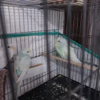 مرغ عشق|پرنده|قم, قلعه کامکار|دیوار