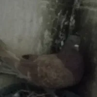 تهرانی ماده|پرنده|خاش, |دیوار