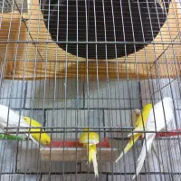 همه نوع مرغ عشق|پرنده|مشگین شهر, |دیوار