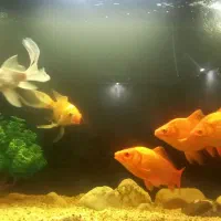 کوی و ماهی قرمز