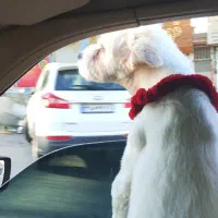 واگزاری ویکی سگ نریکساله|سگ|پردیس, فاز ۵|دیوار