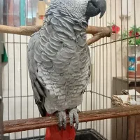 کاسکو دم قرمز