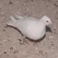 شامی کاکلی روشن و...|پرنده|قائن, |دیوار