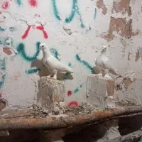 کبوتر رنگی|پرنده|میانه, |دیوار