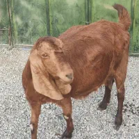 فروش ۱راس بز ابستن