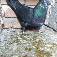 پرنده|پرنده|میاندوآب, |دیوار