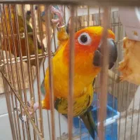 طوطی خورشیدی|پرنده|اردبیل, |دیوار