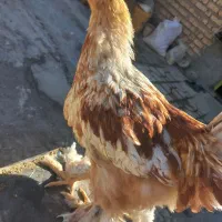 تخم مرغ برهما .جوجه برهما. لایت  از بهترین مولدها|حیوانات مزرعه|لنجان, |دیوار