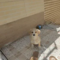 واگذاری توله پاپی