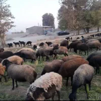 گله گوسفند میش و بره و قوچ