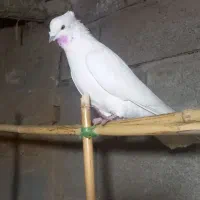 کبوتر تیر قدیم